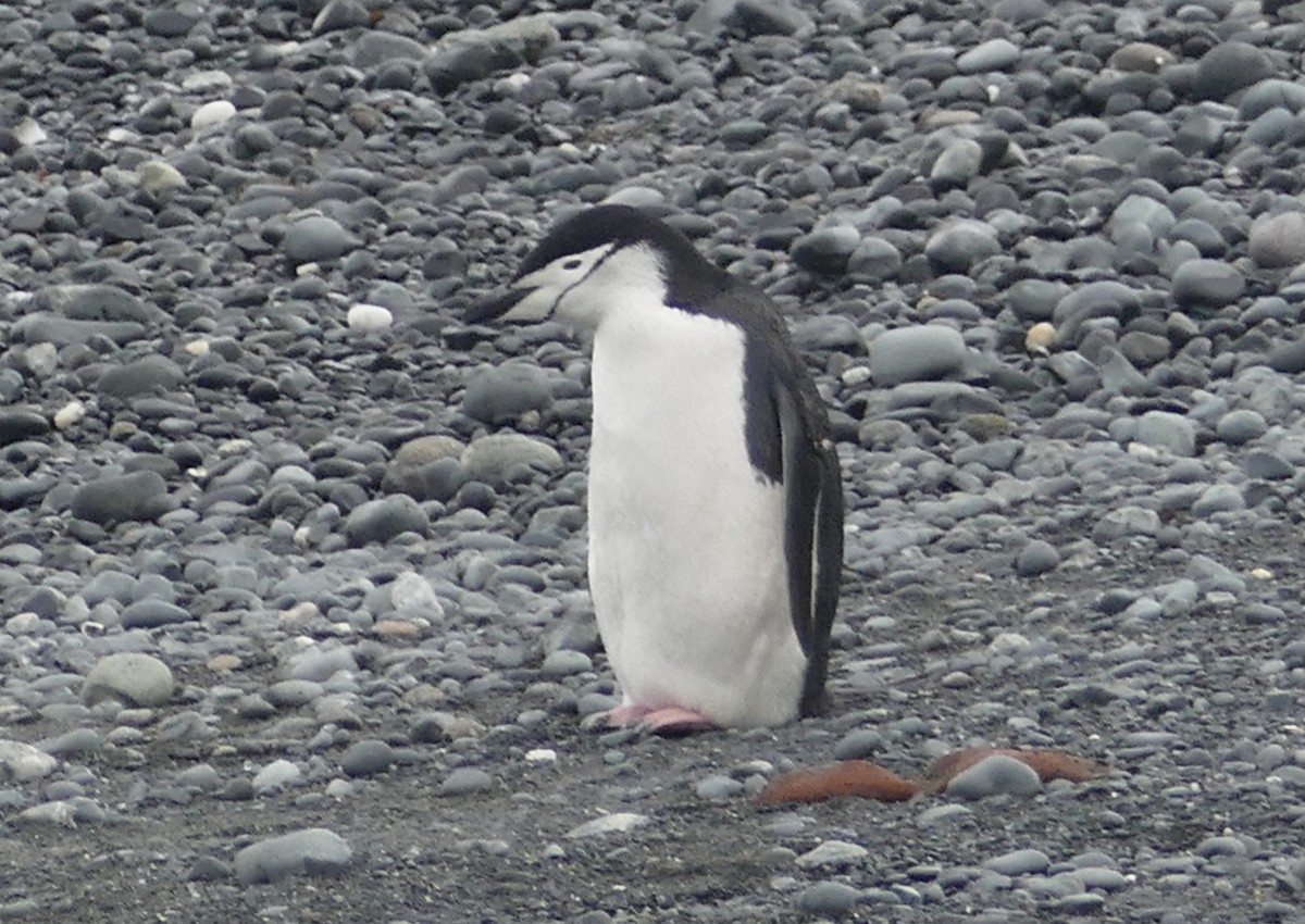 Пінгвін антарктичний - ML191122191
