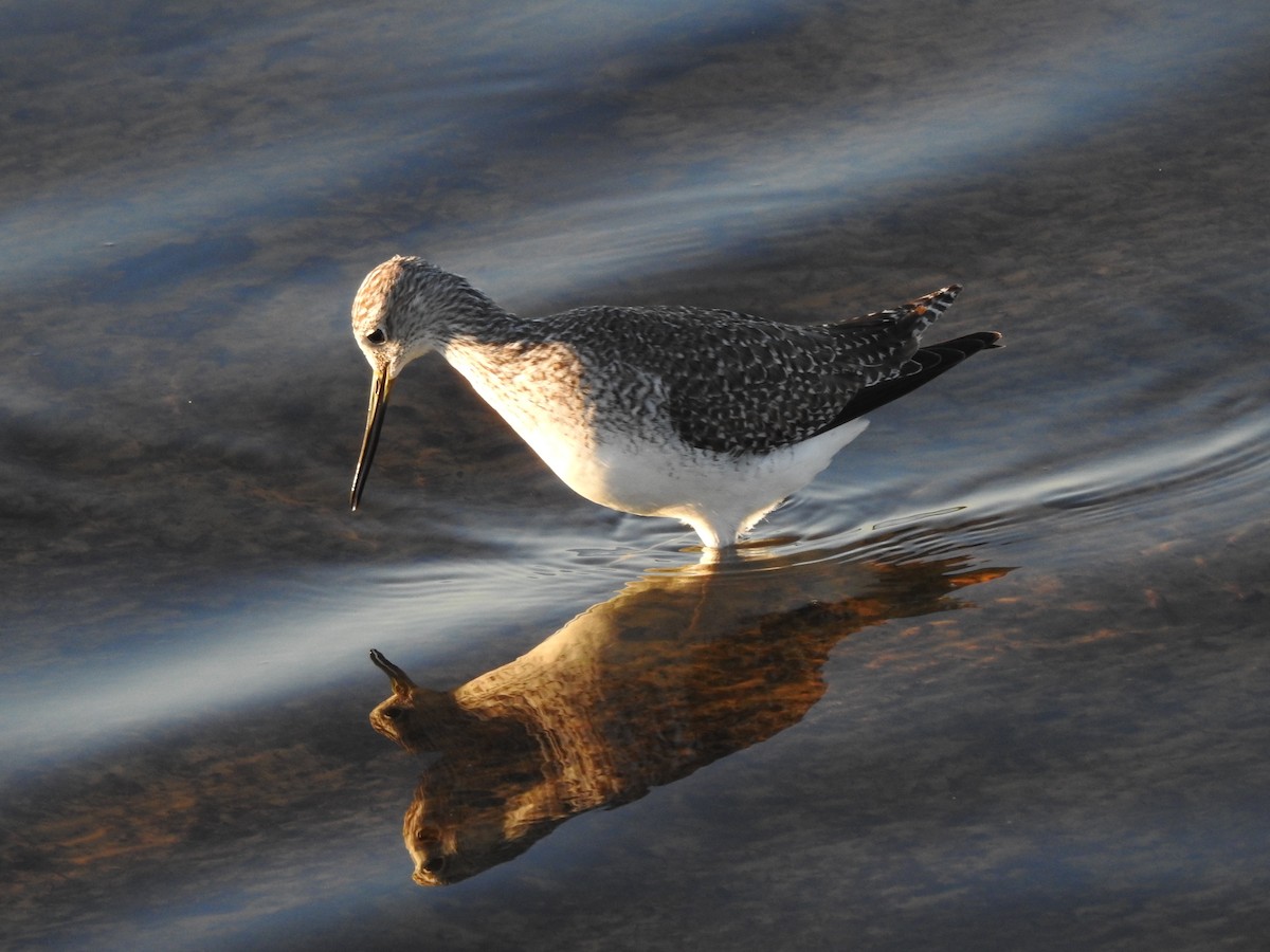 Greater Yellowlegs - ML191123691