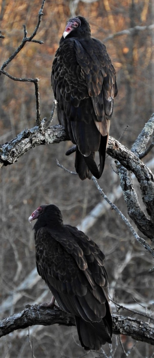 Turkey Vulture - ML191126021