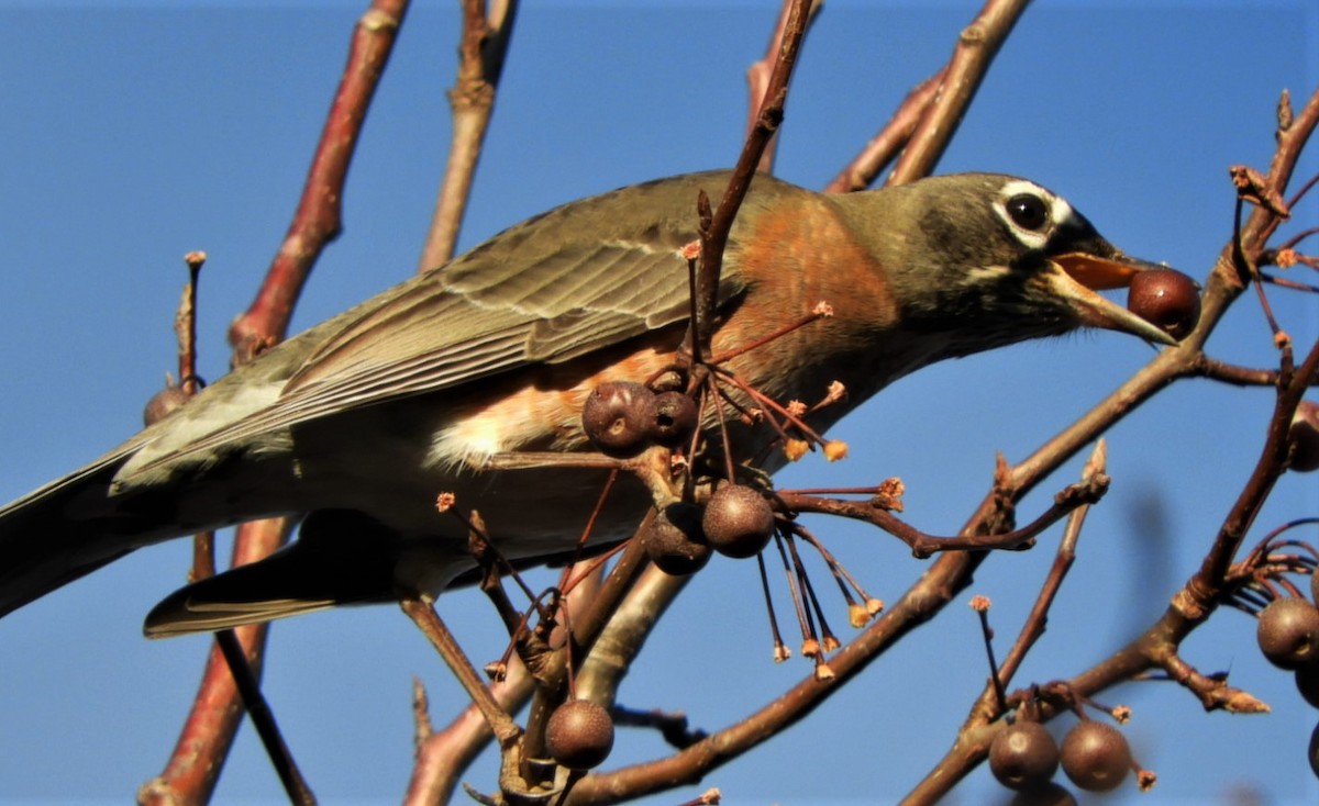 American Robin - Paul McKenzie