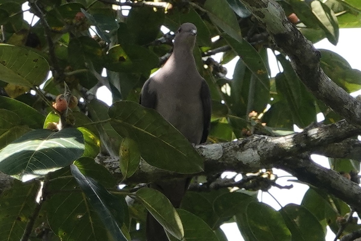 Pigeon à bec noir - ML191127531
