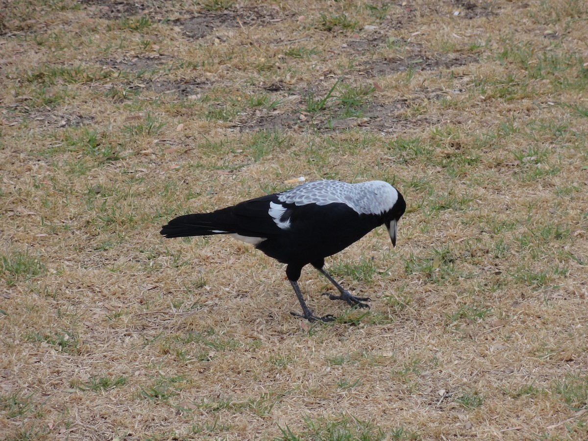 Australian Magpie - ML191128751