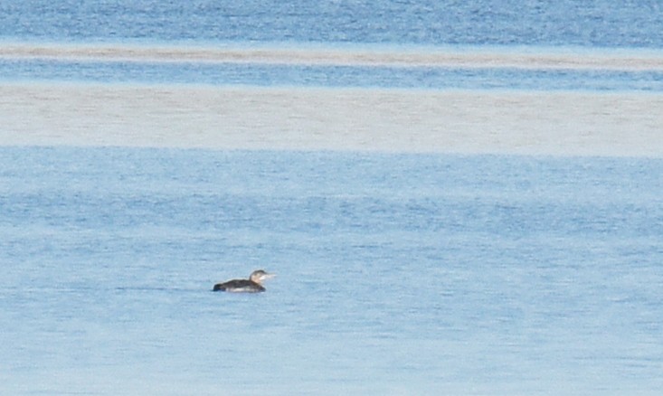 Yellow-billed Loon - ML191131841