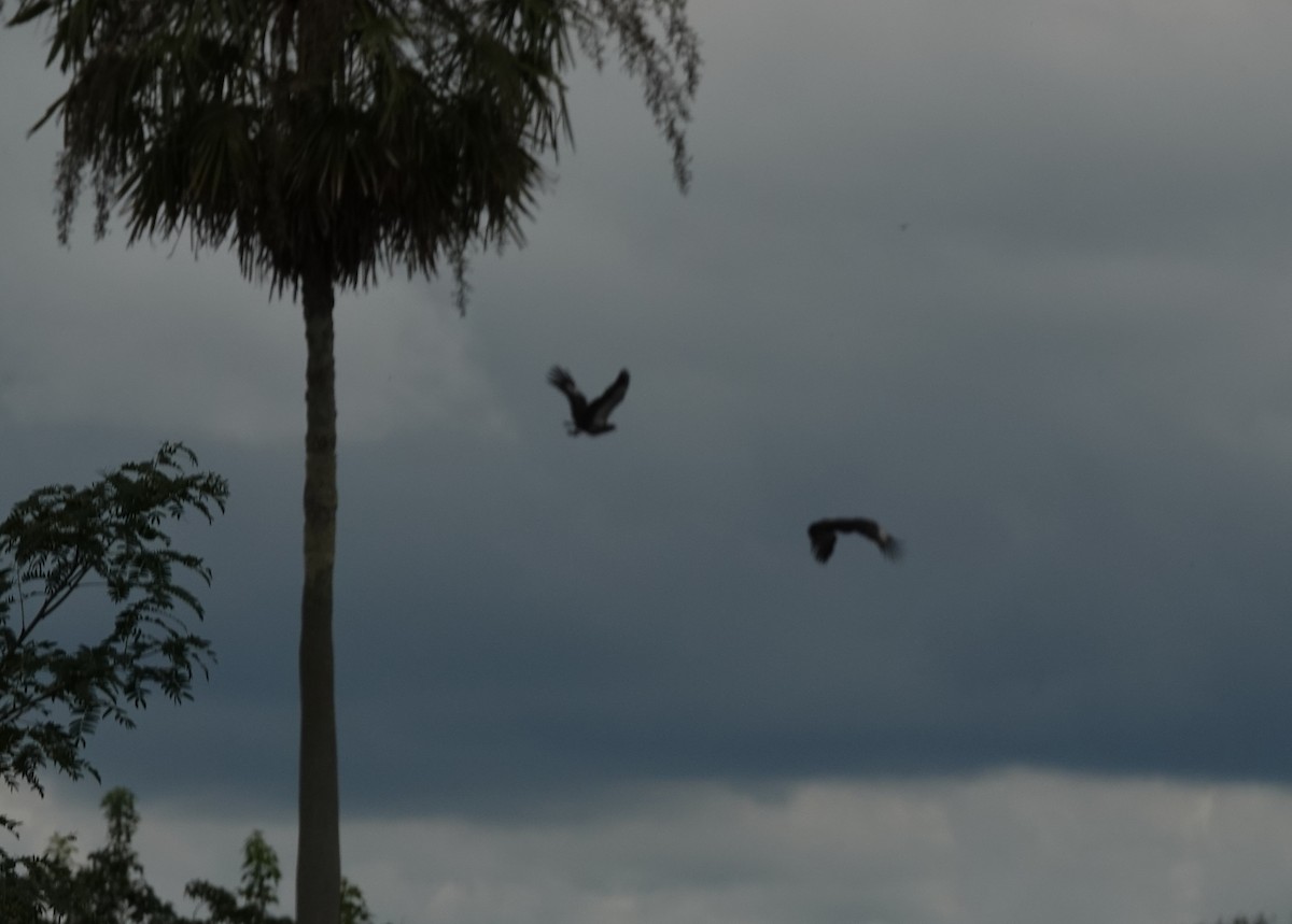 Southern Screamer - ML191132561