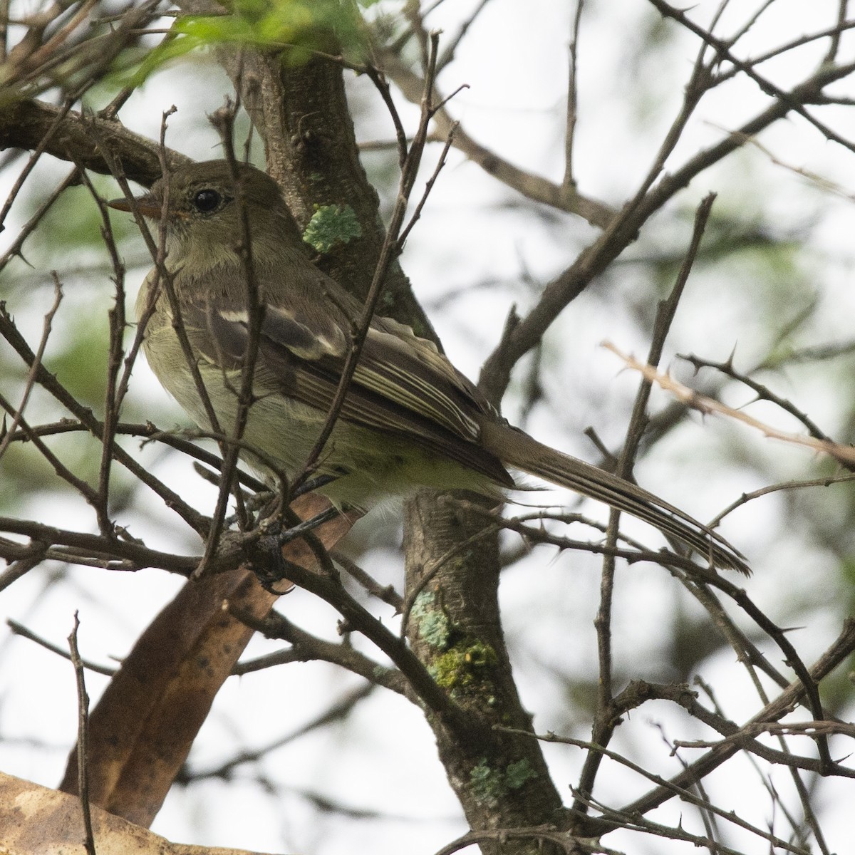 tyranovití sp. - ML191135351