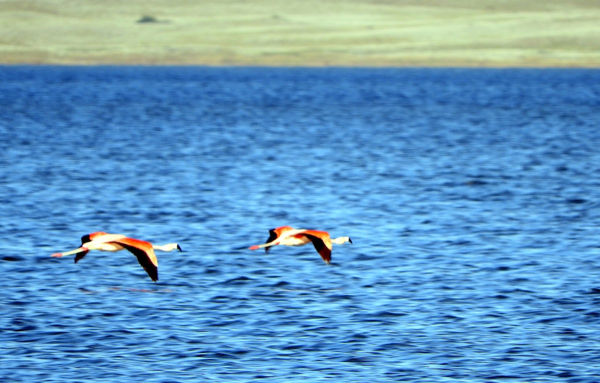 Chilean Flamingo - ML191135901