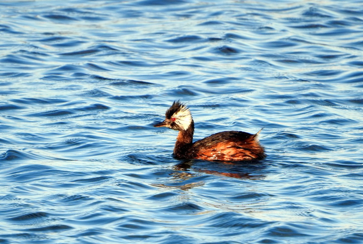 White-tufted Grebe - ML191136061