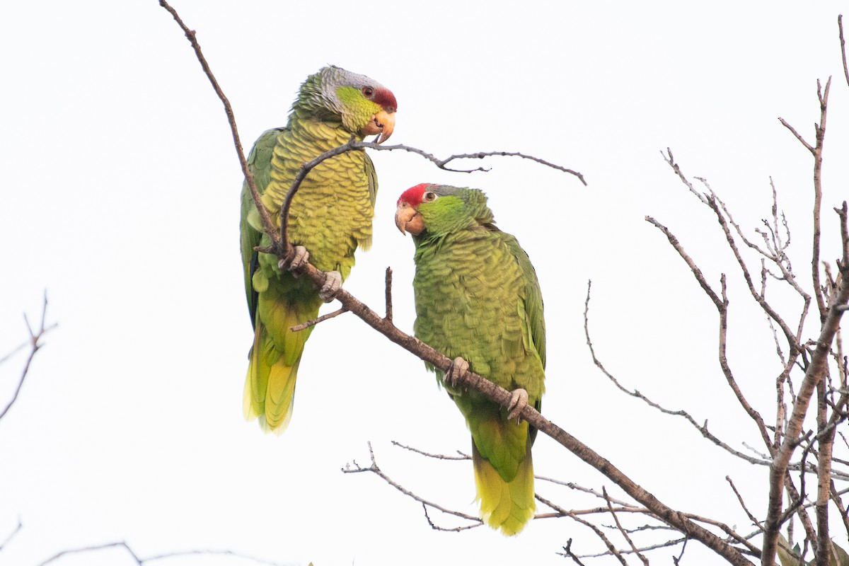 Red-crowned Parrot - ML191137251