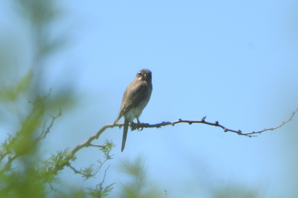 Spot-winged Falconet - ML191137631