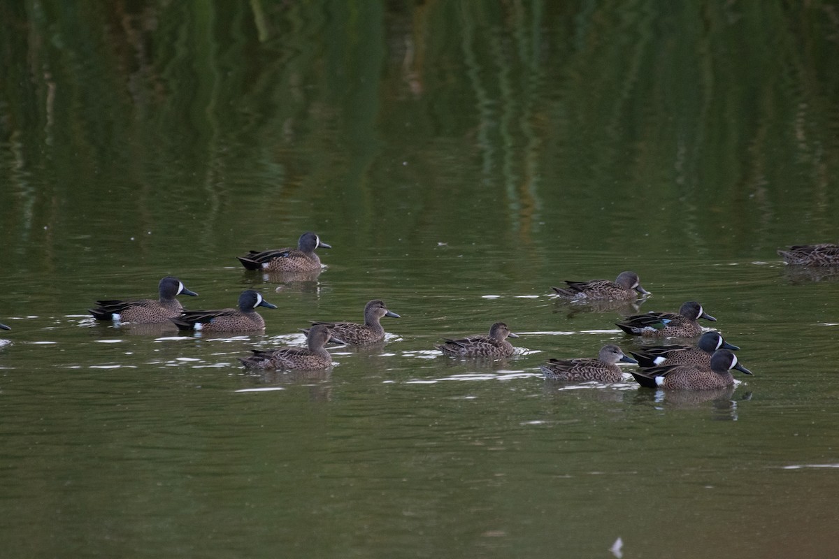 Blue-winged Teal - ML191137811