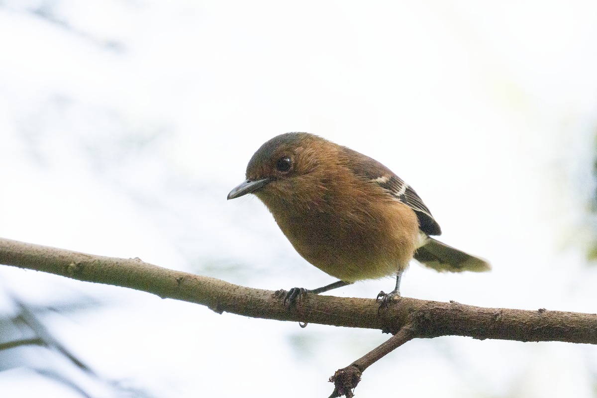 Tinian Monarch - ML191138991