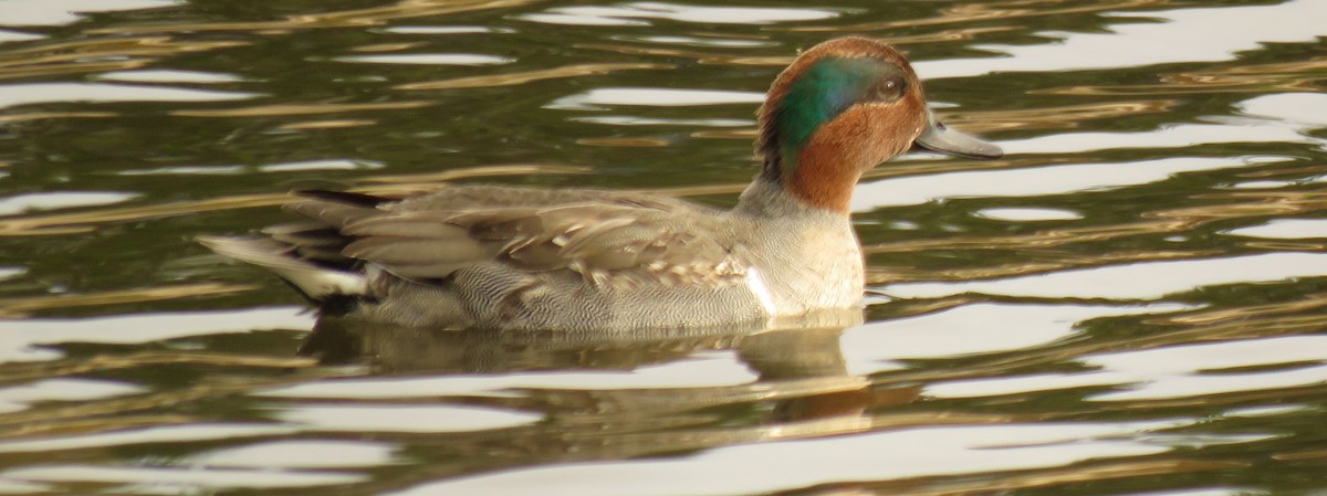 Green-winged Teal - ML191139261