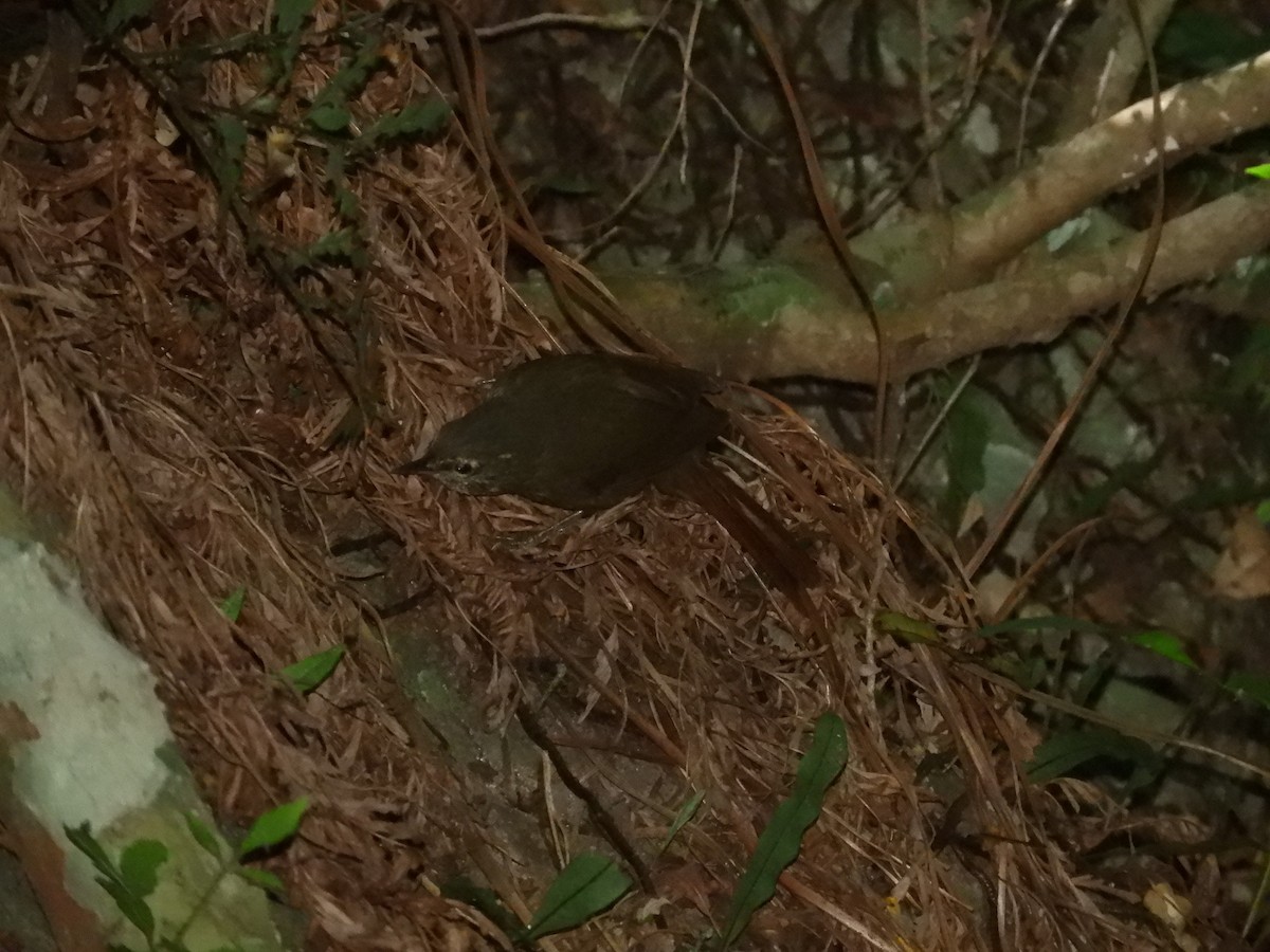 Buff-browed Foliage-gleaner - ML191139961