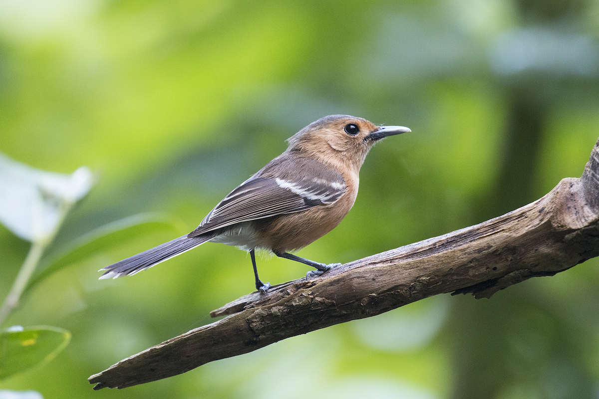 Tinian Monarch - ML191140271