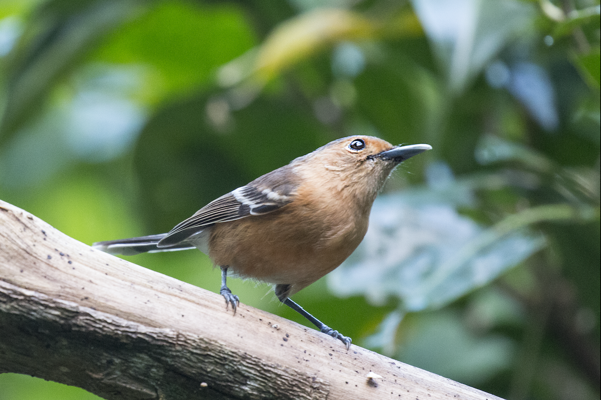 Tinian Monarch - ML191140291