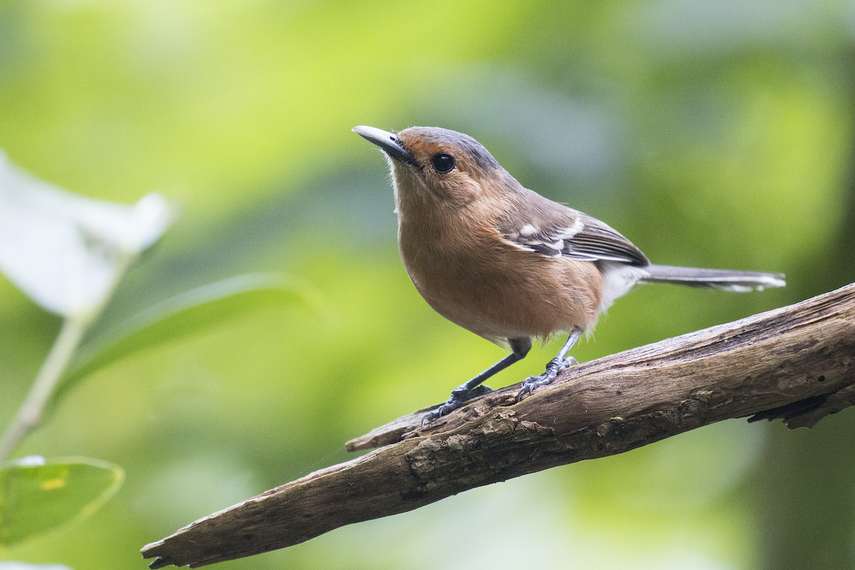 Tinian Monarch - ML191140741