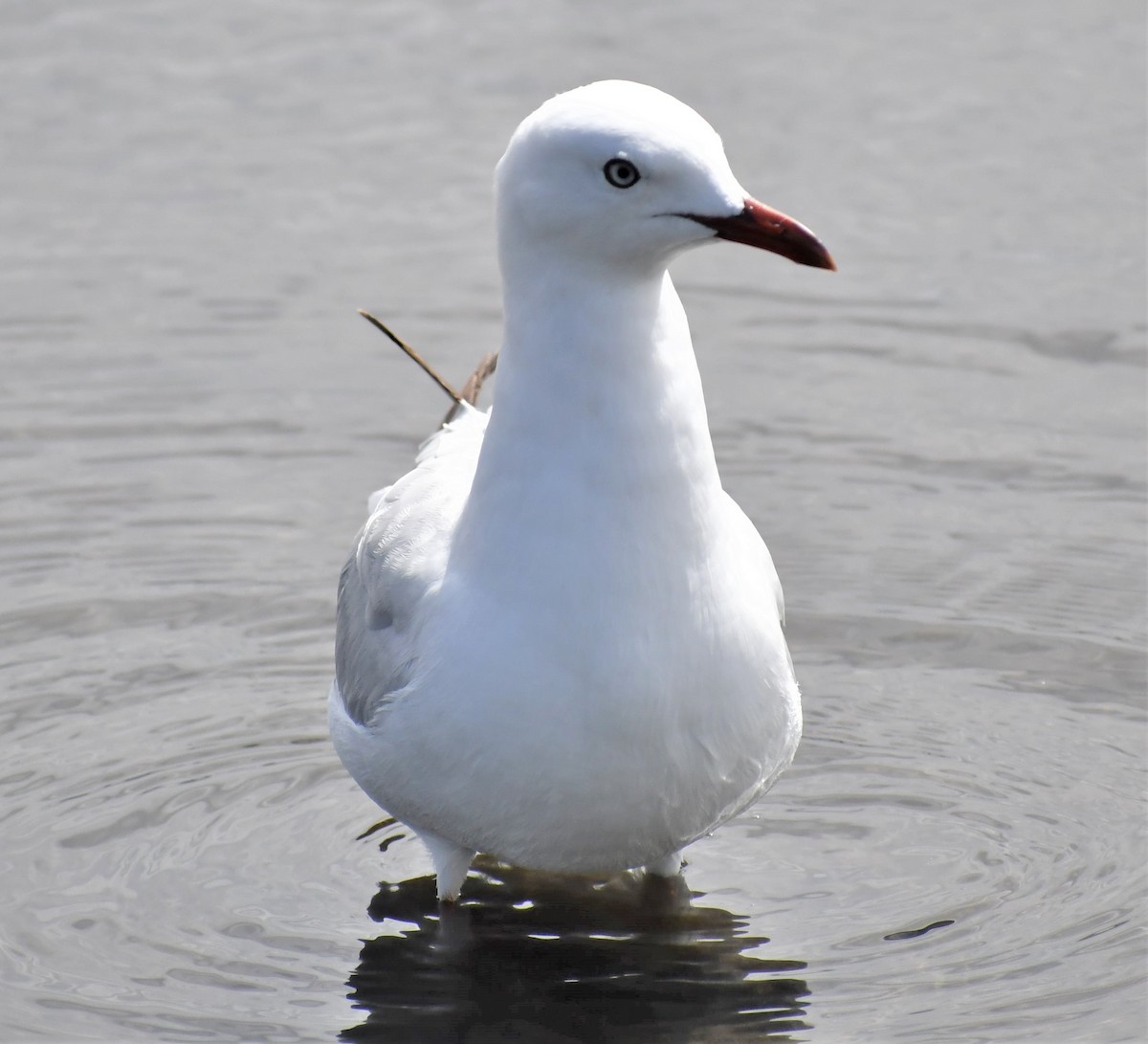 Gaviota Plateada - ML191141071