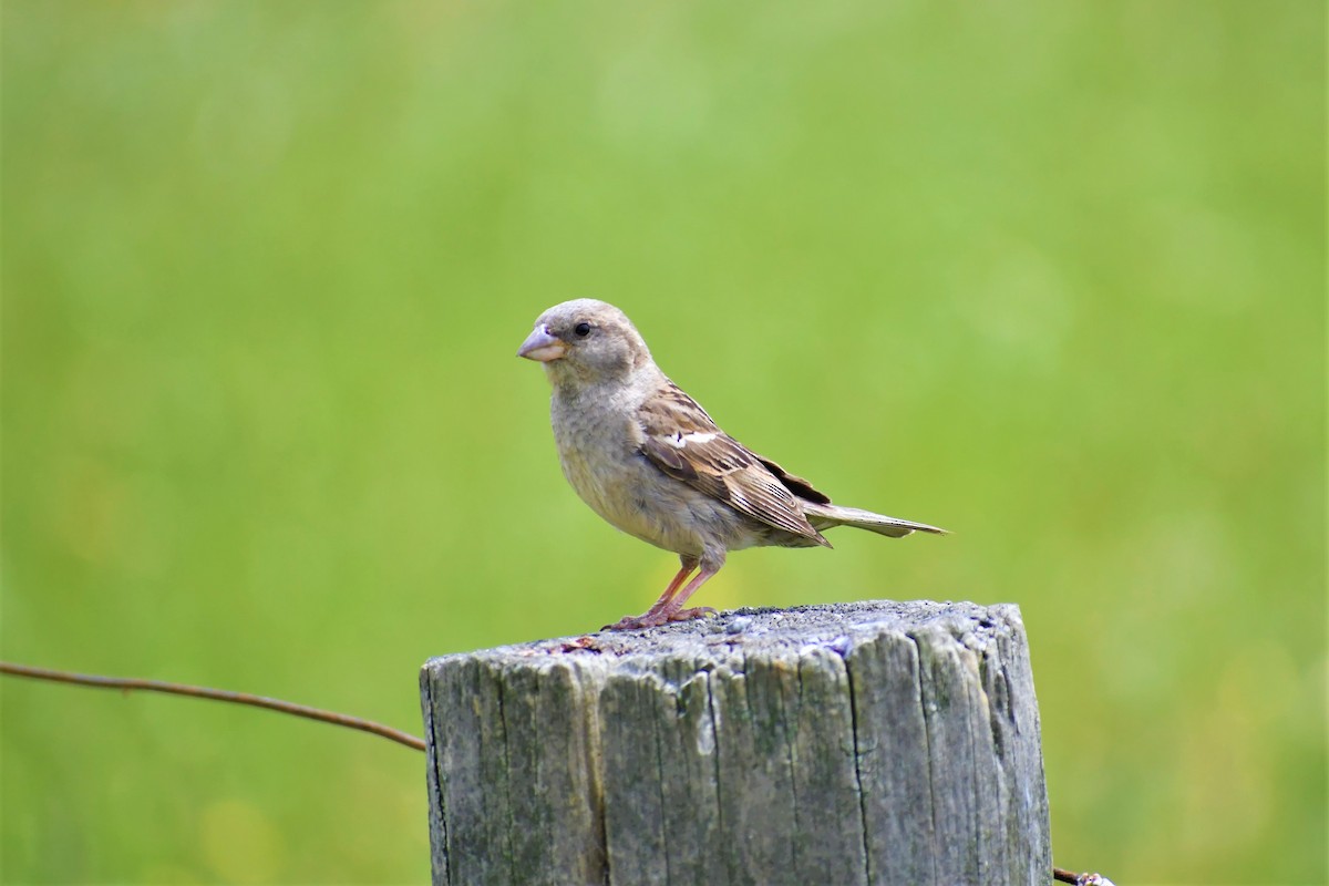 House Sparrow - Ryan Kilgower