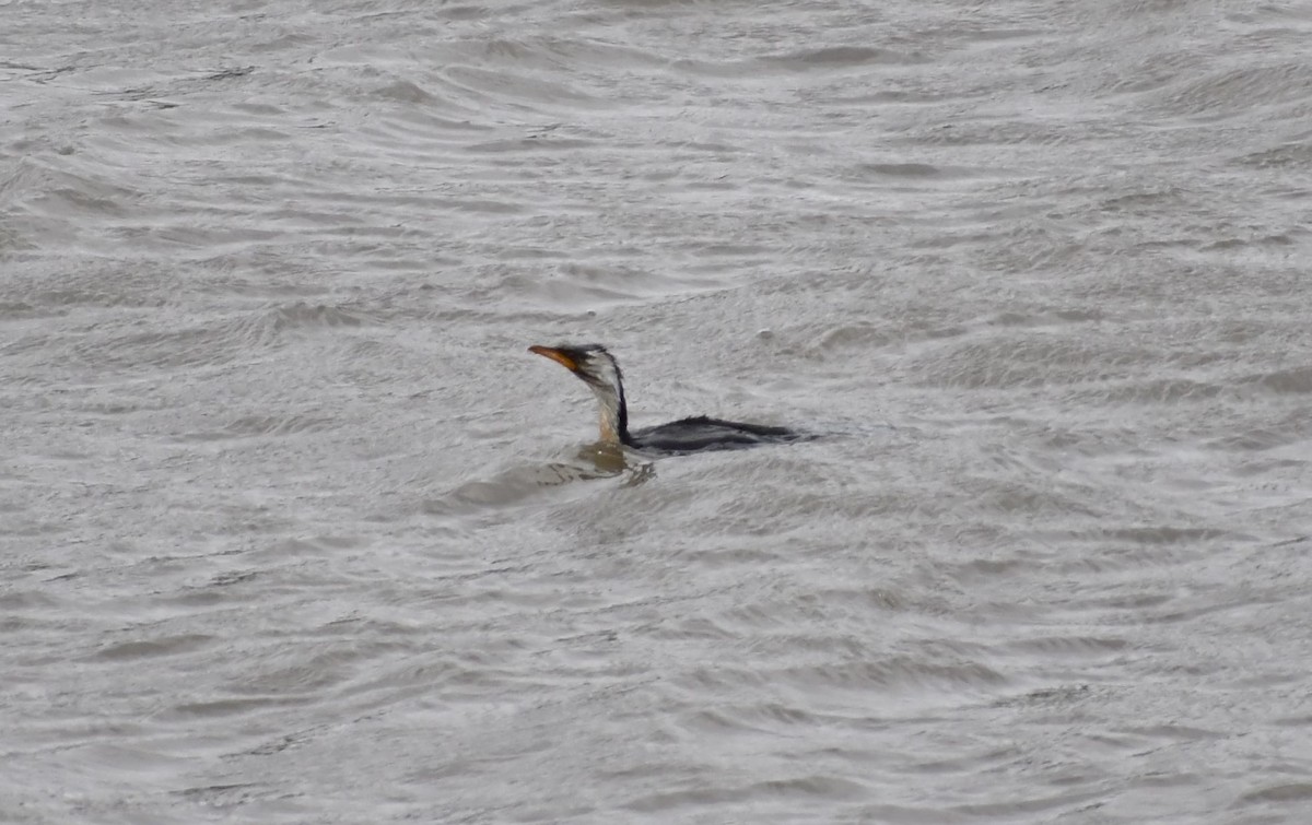 Little Pied Cormorant - ML191141181