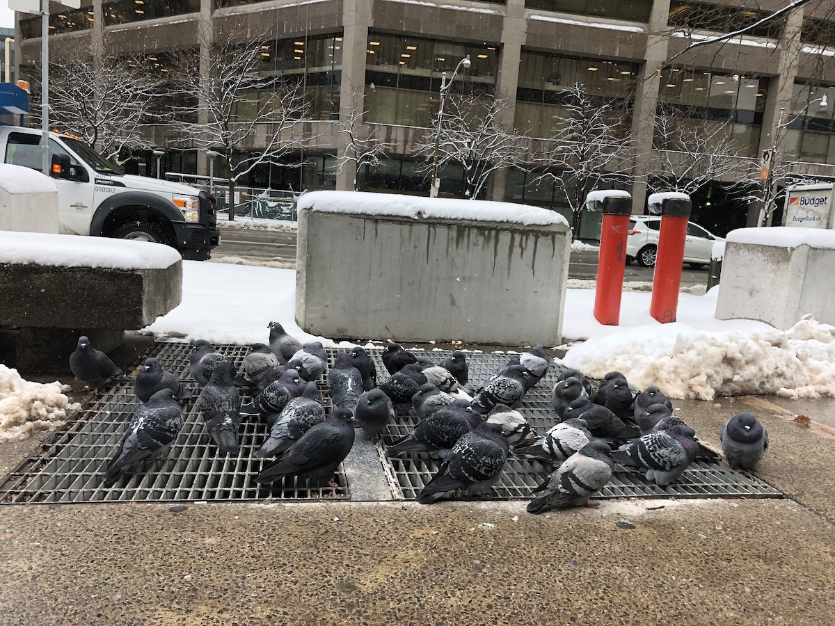 Rock Pigeon (Feral Pigeon) - ML191144191