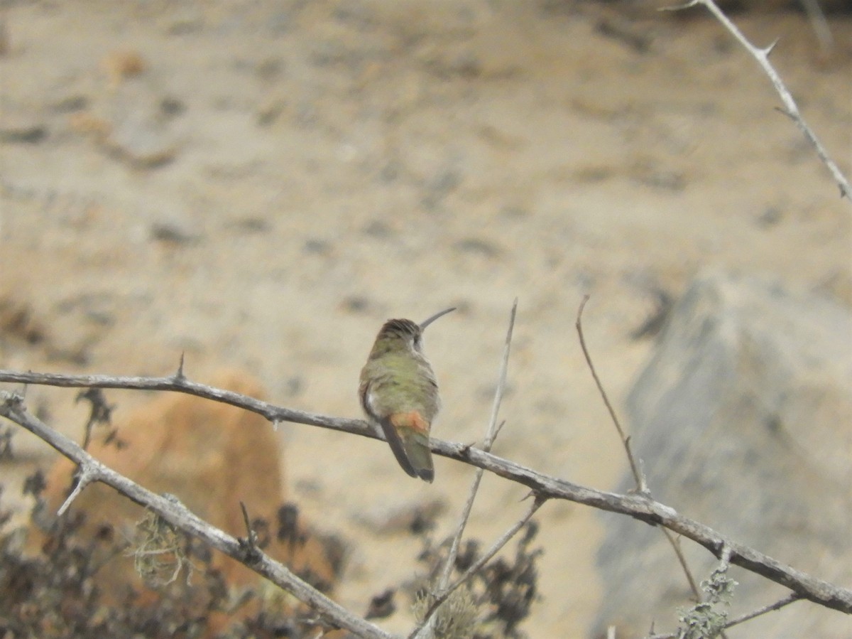 Oasis Hummingbird - Cliff Cordy