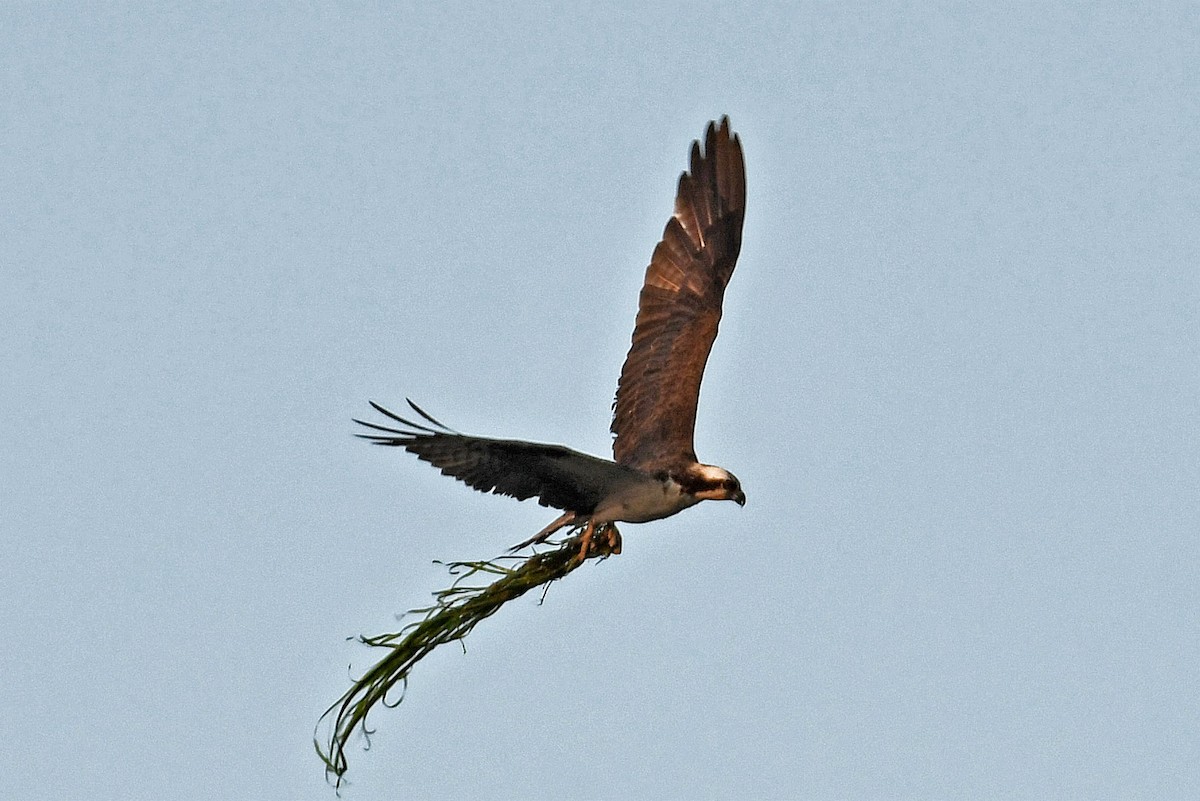 fiskeørn - ML191144461