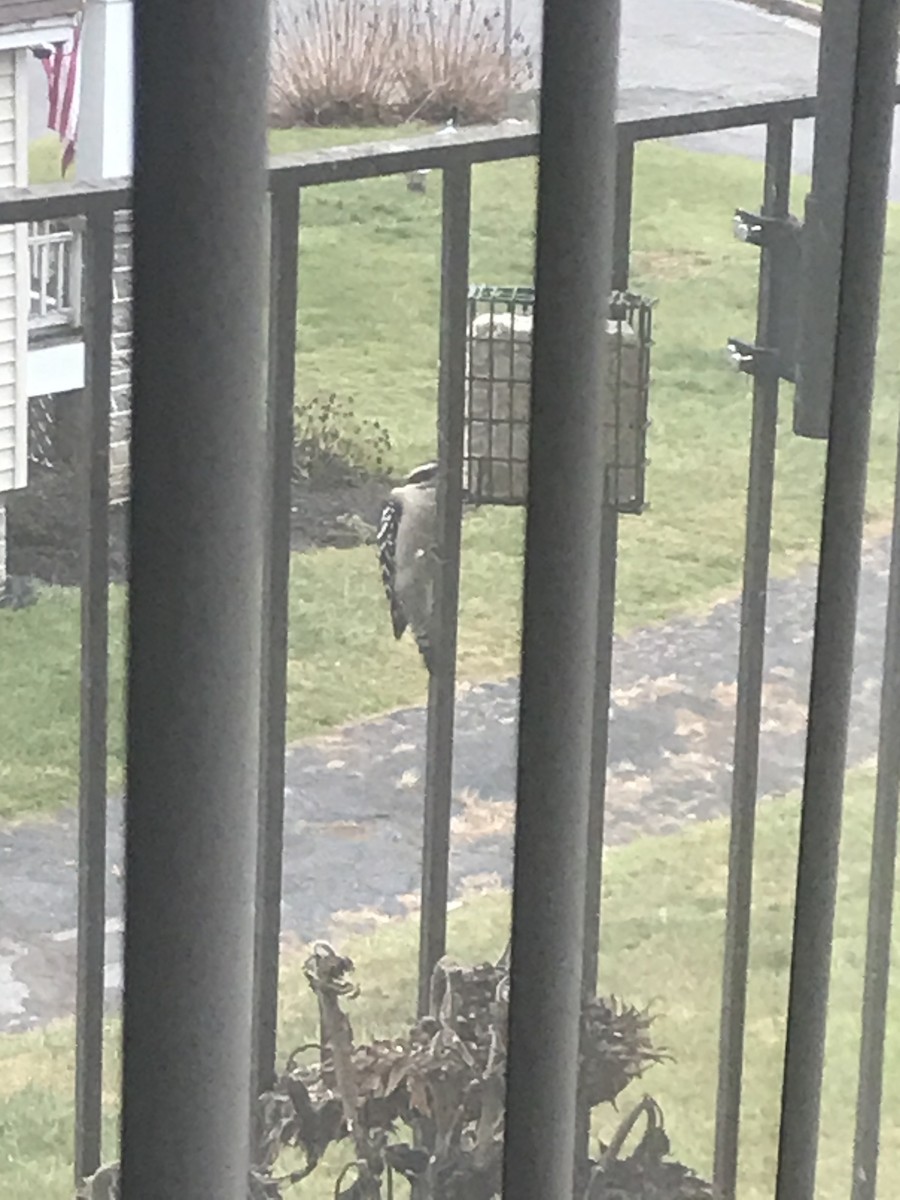 Downy Woodpecker - Jason Schultz