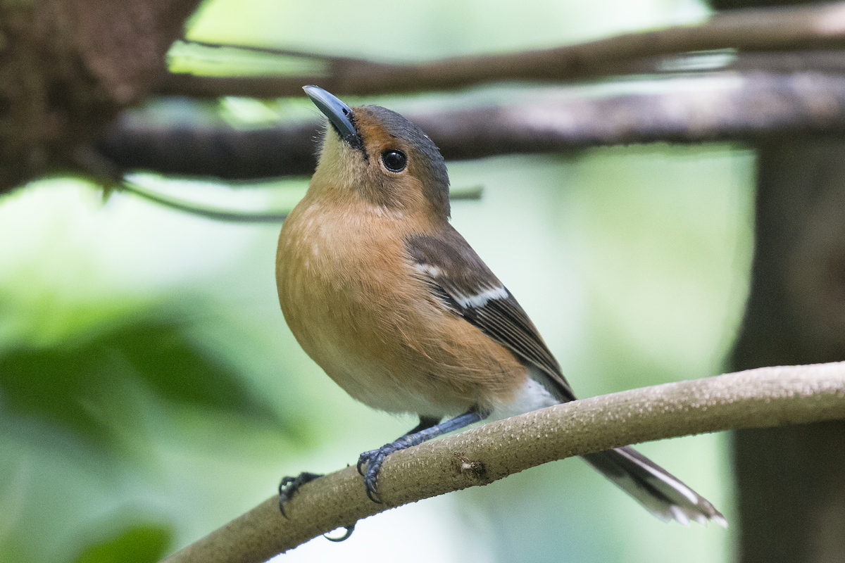 Tinian Monarch - ML191147071