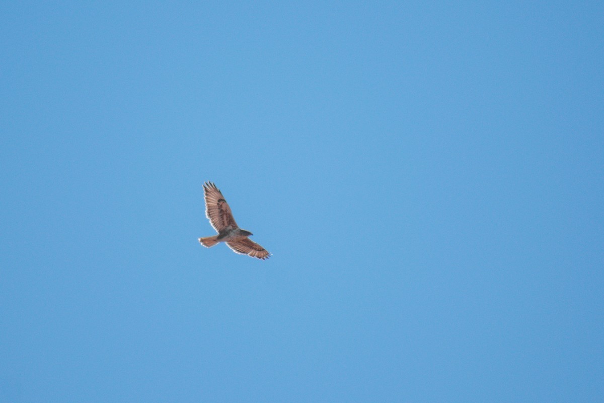 Ferruginous Hawk - ML191147111