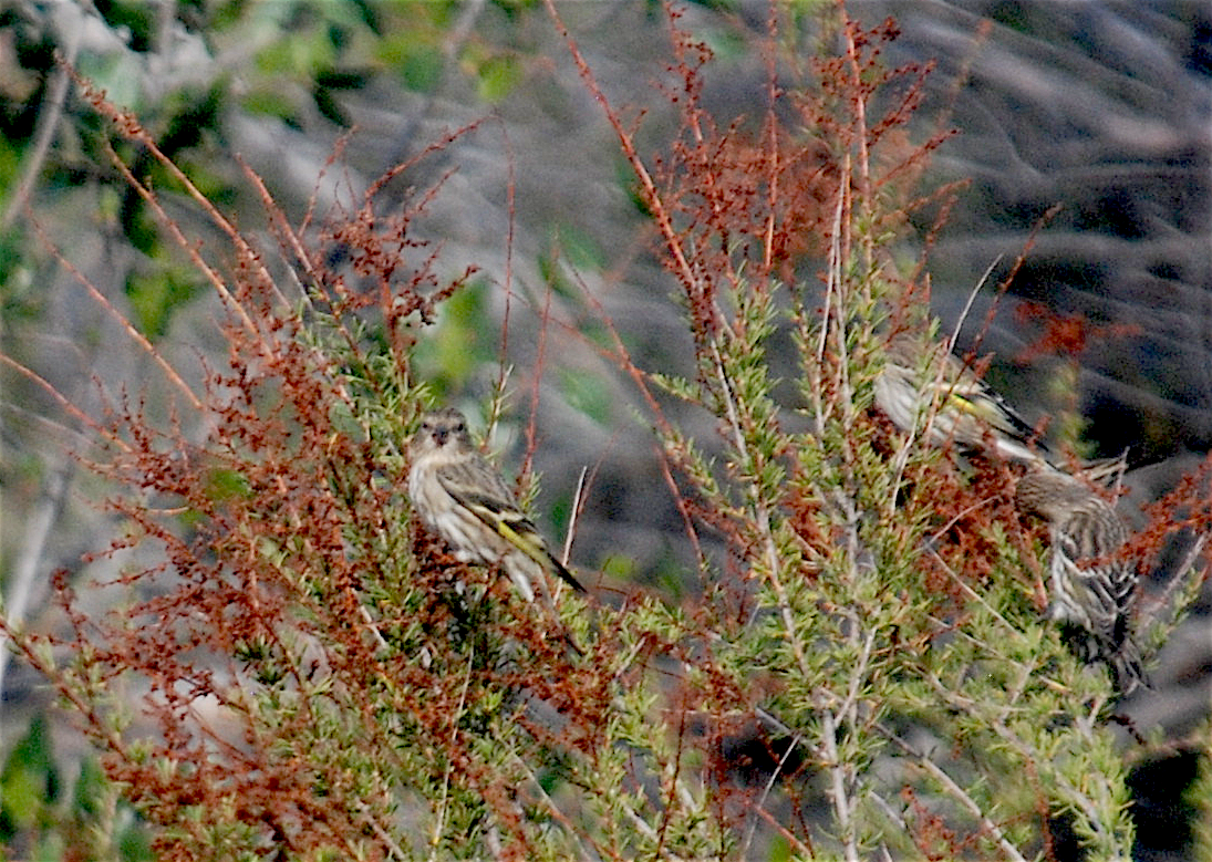 Pine Siskin - ML191147761