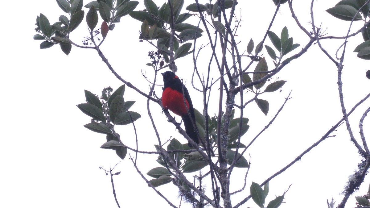 Scarlet-bellied Mountain Tanager - ML191148481