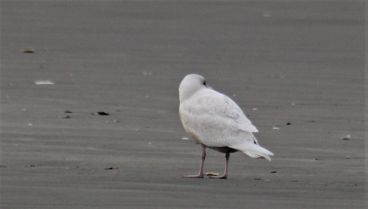 Glaucous Gull - ML191149241