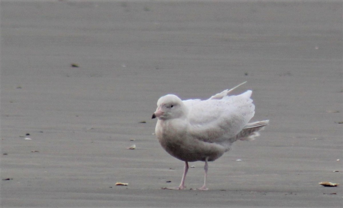 Glaucous Gull - Jon. Anderson