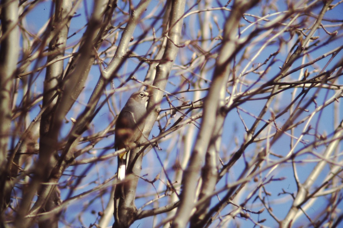 Gray Silky-flycatcher - Barry Zimmer