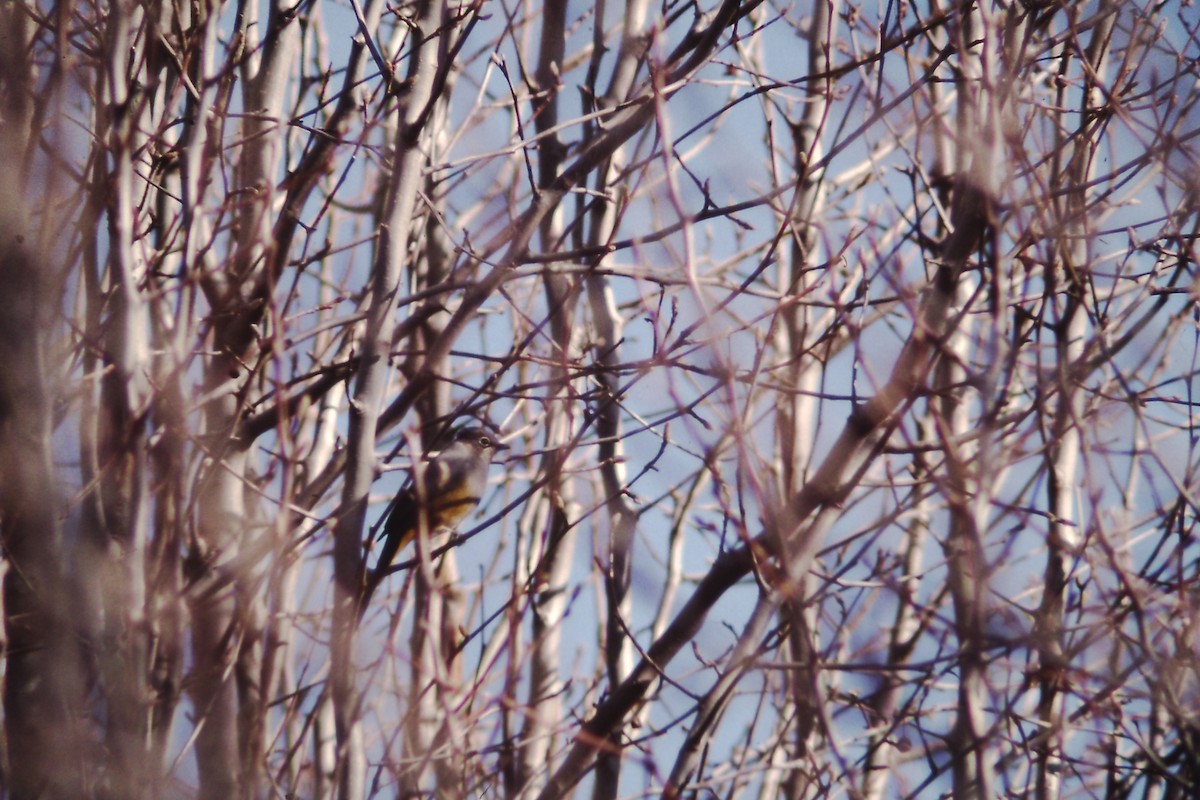 Gray Silky-flycatcher - Barry Zimmer