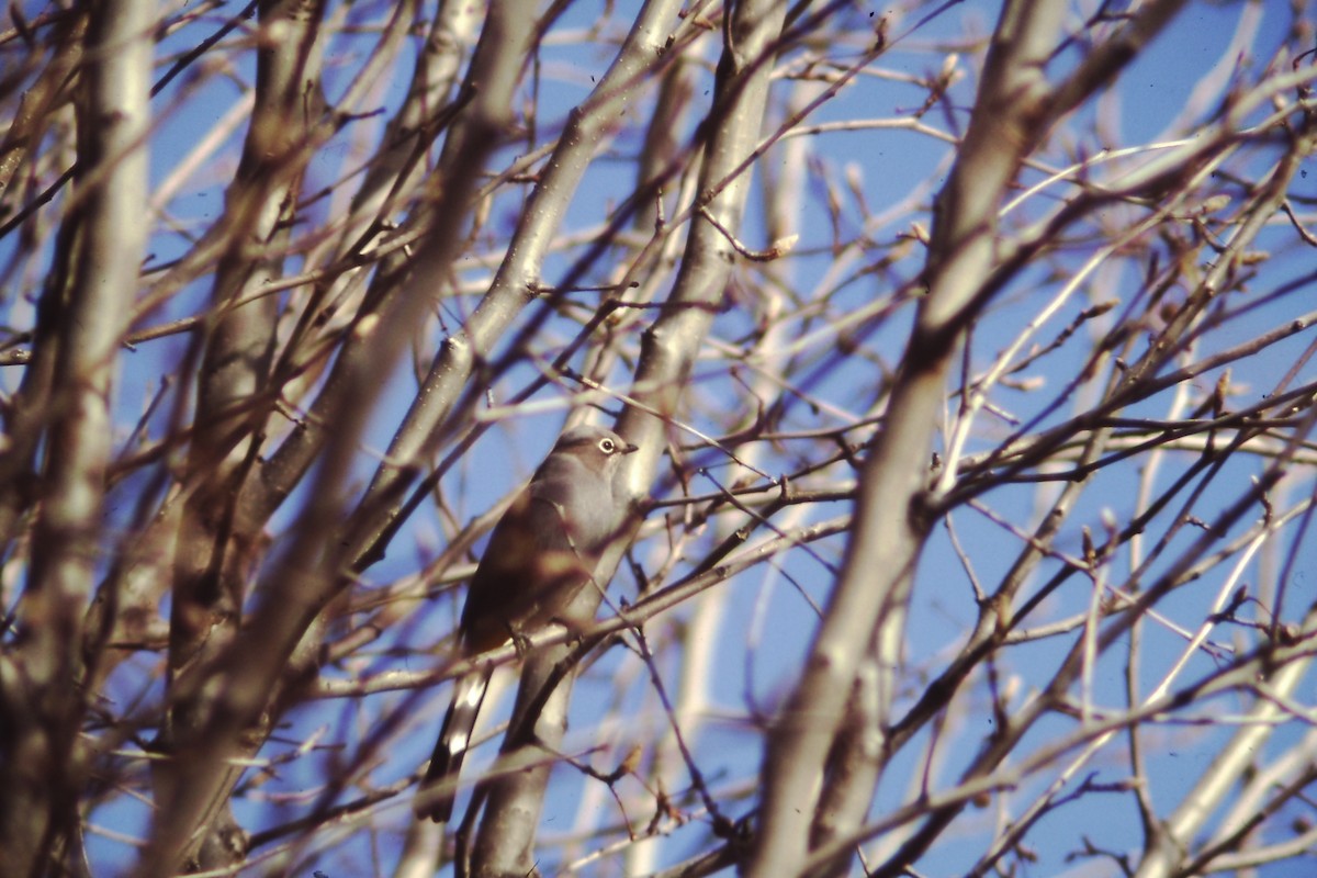 Gray Silky-flycatcher - ML191150281