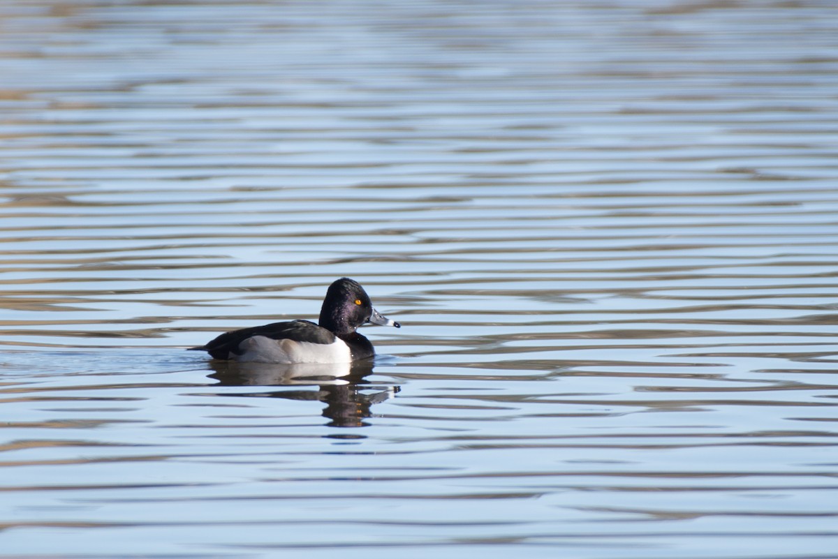 Ring-necked Duck - Herb Elliott