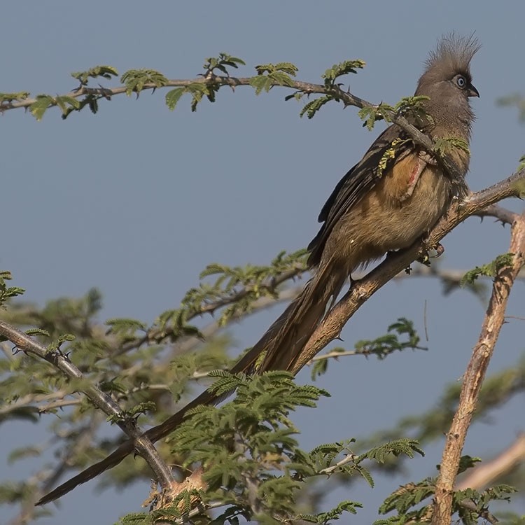 Speckled Mousebird - ML191151781