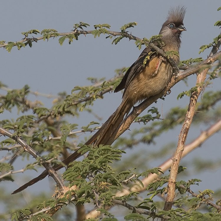 Speckled Mousebird - ML191151791