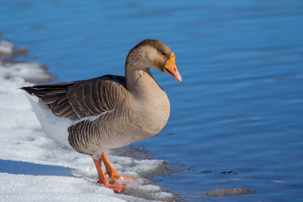Graylag x Swan Goose (hybrid) - Herb Elliott