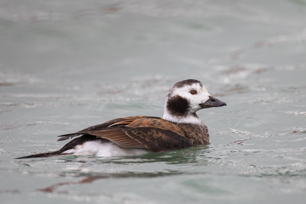 Long-tailed Duck - Ryan Sanderson