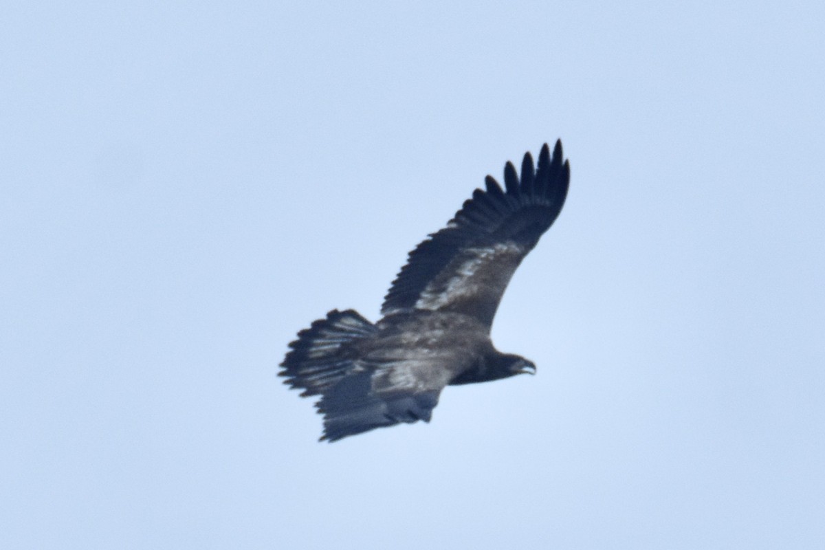 Bald Eagle - ML191153931