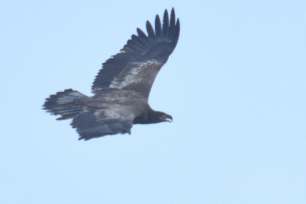 Bald Eagle - Tammy Brown