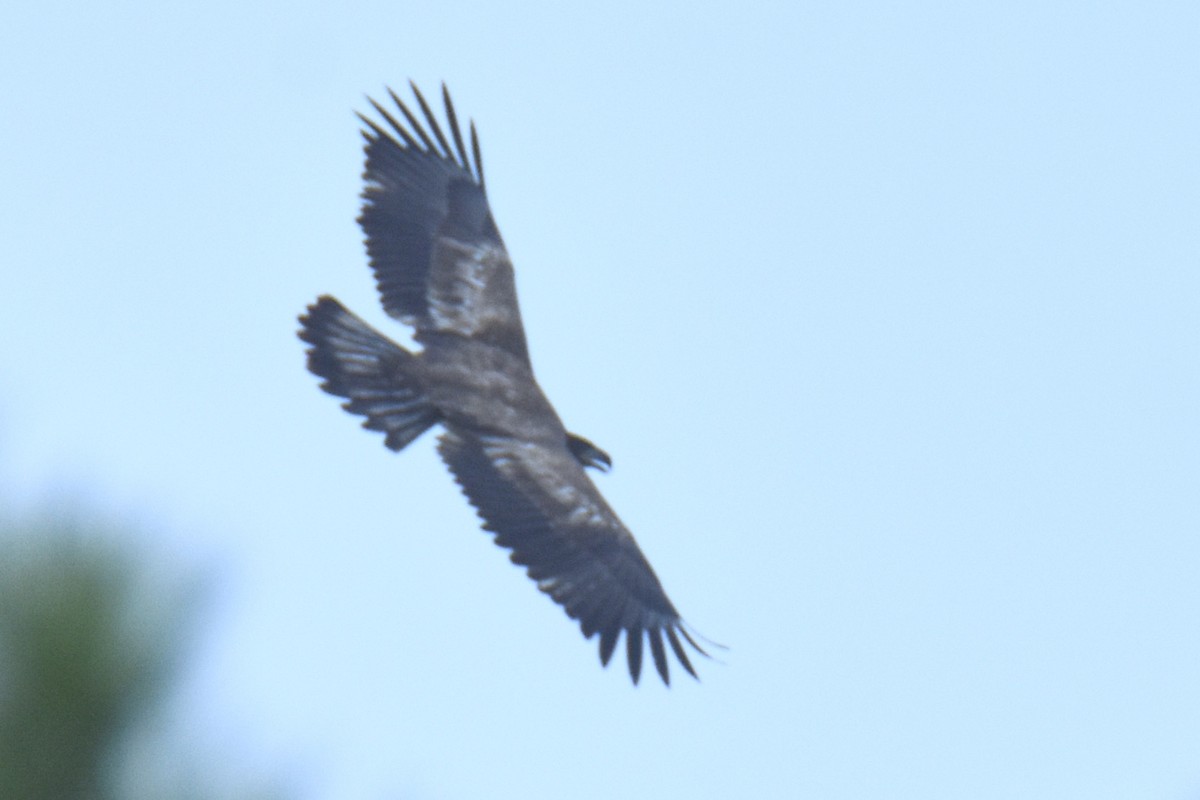 Weißkopf-Seeadler - ML191153951