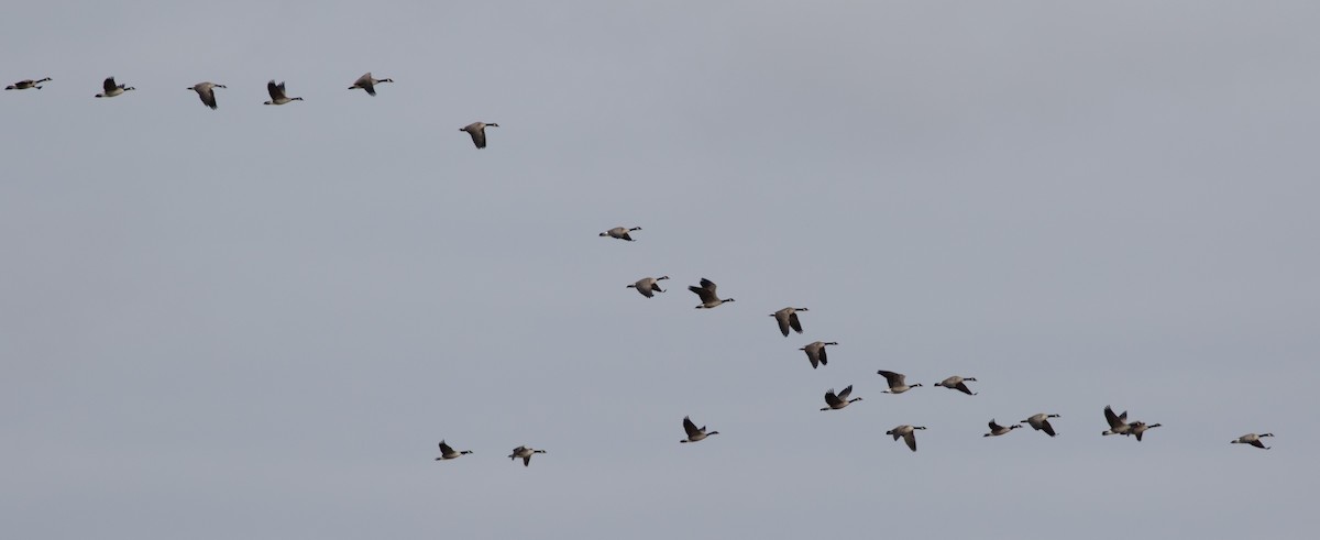 Canada Goose - ML191160051