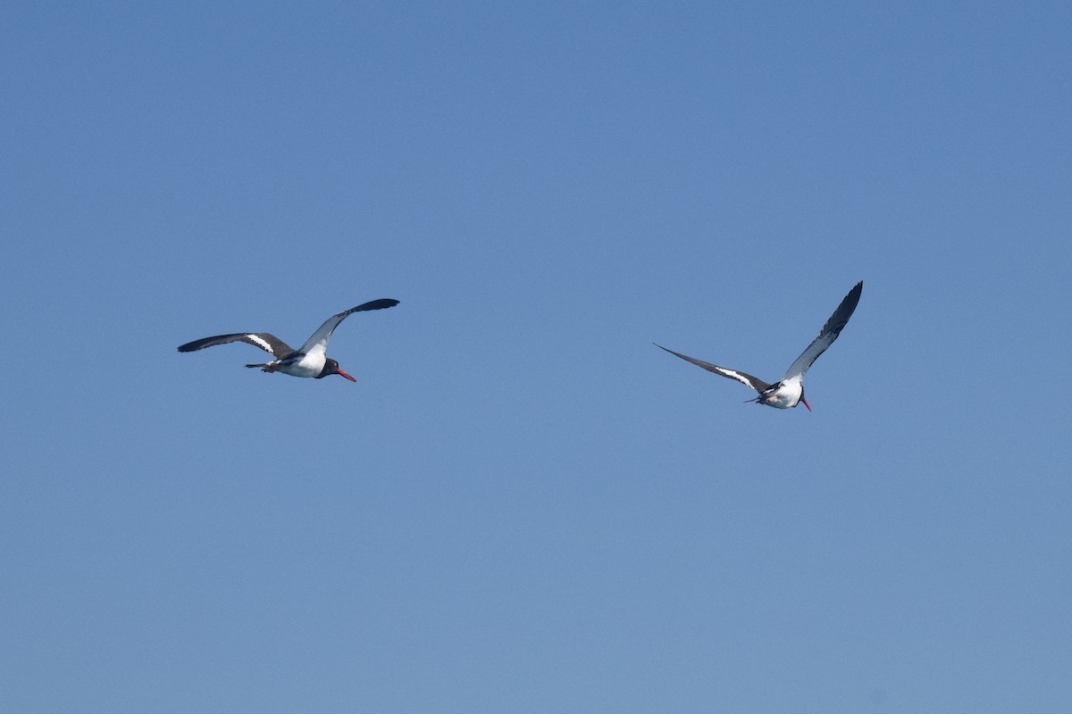 American Oystercatcher - ML191160411