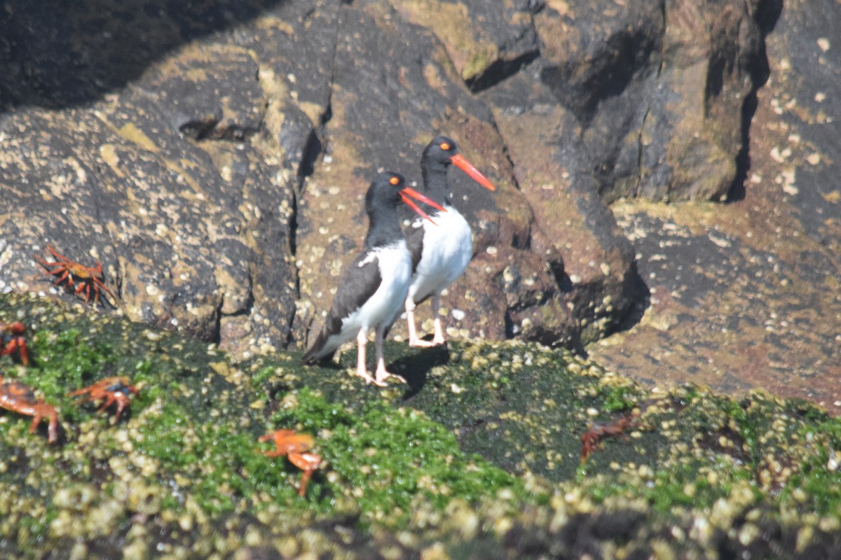 American Oystercatcher - ML191160431