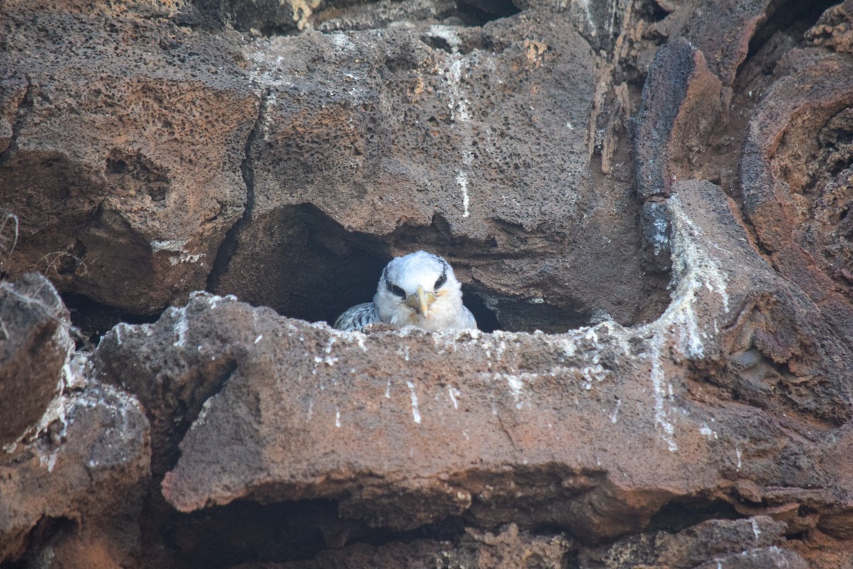 Red-billed Tropicbird - ML191160521