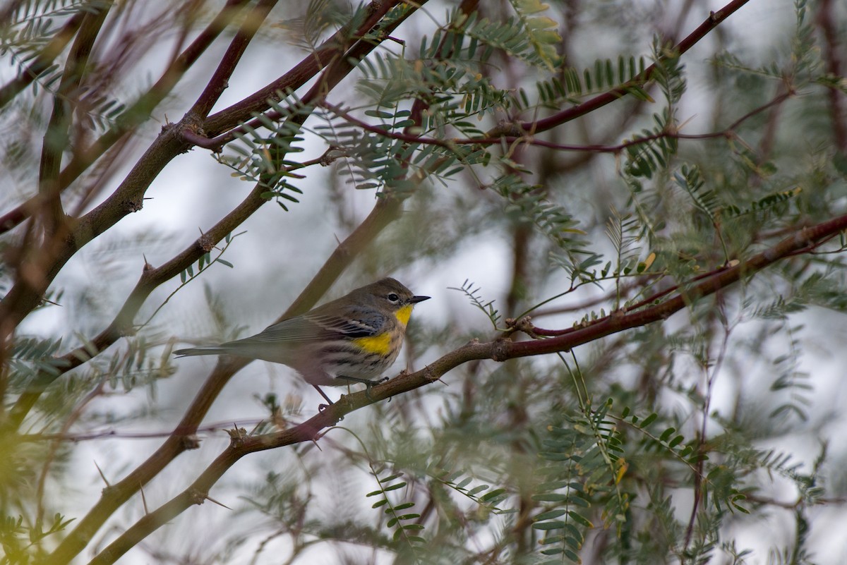 Yellow-rumped Warbler (Audubon's) - ML191160531