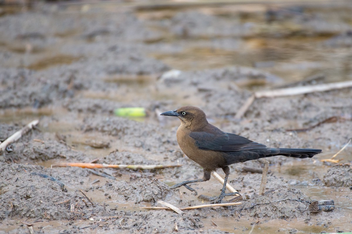 Great-tailed Grackle - ML191160561